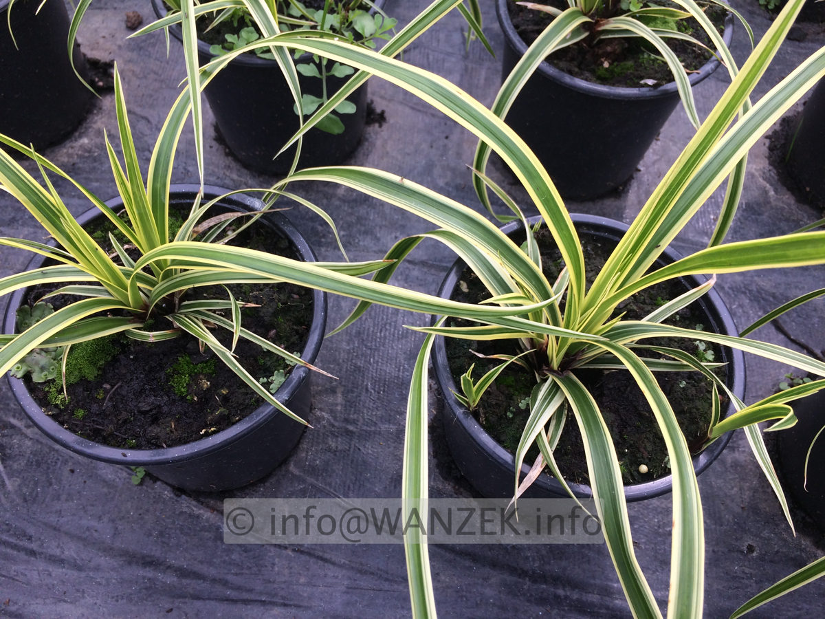 Carex morrowii Vanilla Ice.JPG